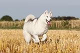 SIBERIAN HUSKY 028